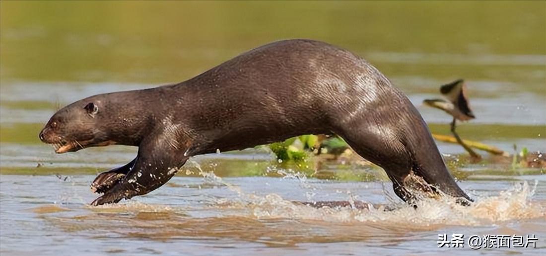 亚马逊雨林生存100天,亚马逊雨林生存楚河
