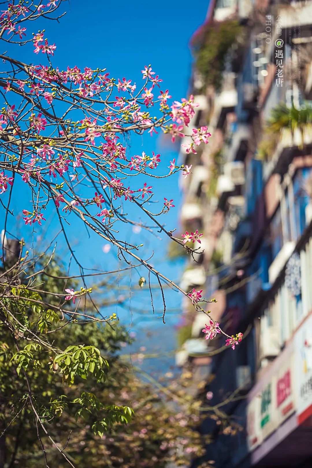 攀枝花是一种什么花,什么是攀枝花铁树