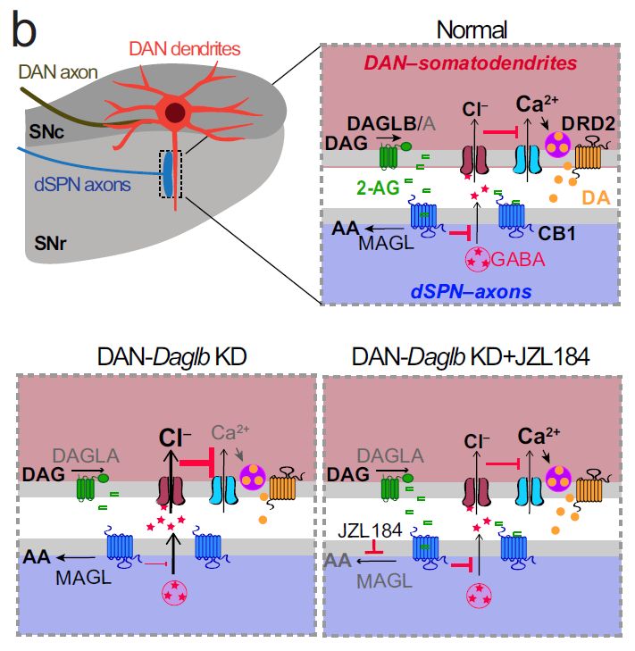 世界帕金森病日第28个主题,世界帕金森病日完整版