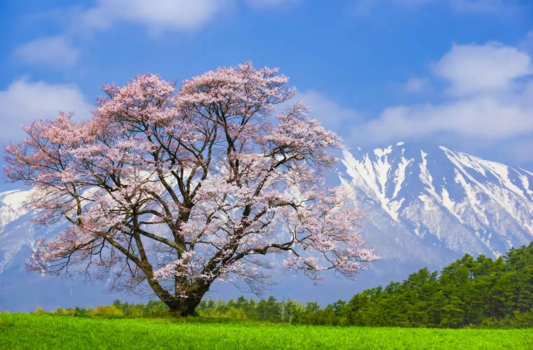 2023日本樱花什么时候开花,2023年日本樱花开放预测