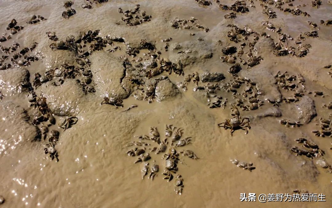 螃蟹怎么养才认人,养螃蟹的十大忌讳