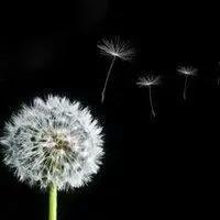 花无名分胜名花野陌荒坡艳似霞，莫笑卑微白头叟，心怀梦想走天涯