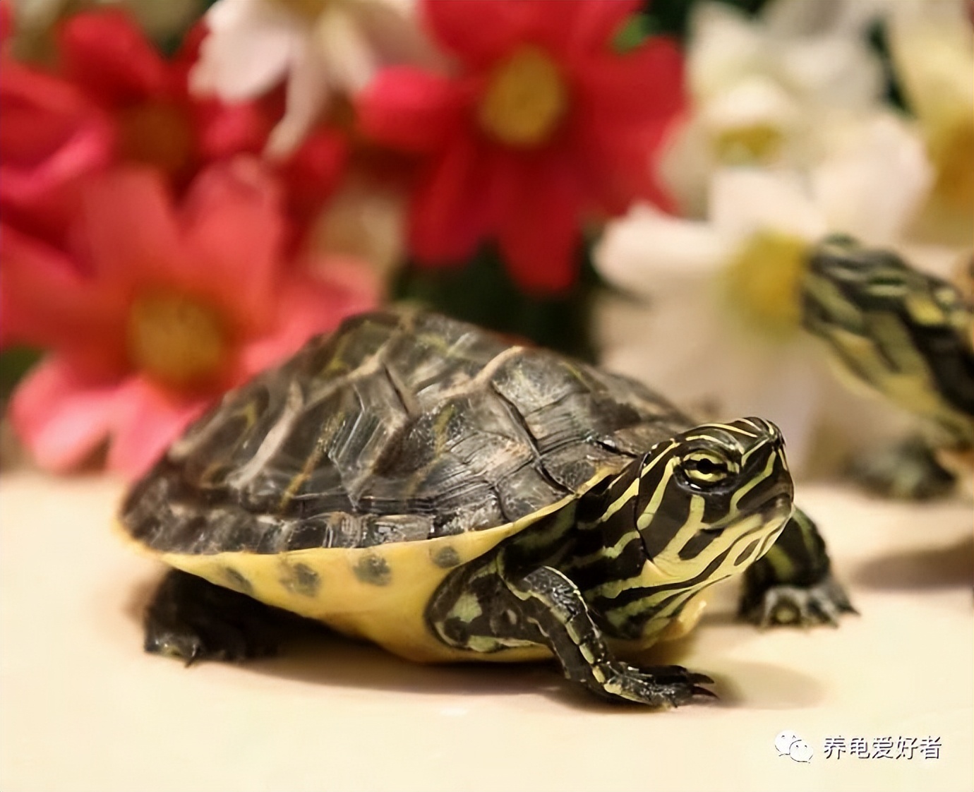 龟喂食正确方法,喂龟粮特别容易臭水