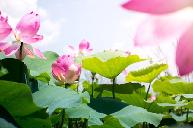 古诗词中的荷花别名,关于描写荷花的古诗都有哪些