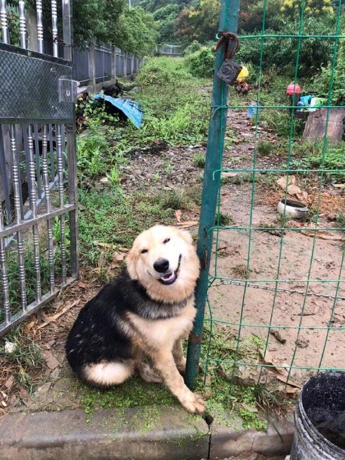 狗子毛色发亮,狗子毛色发红