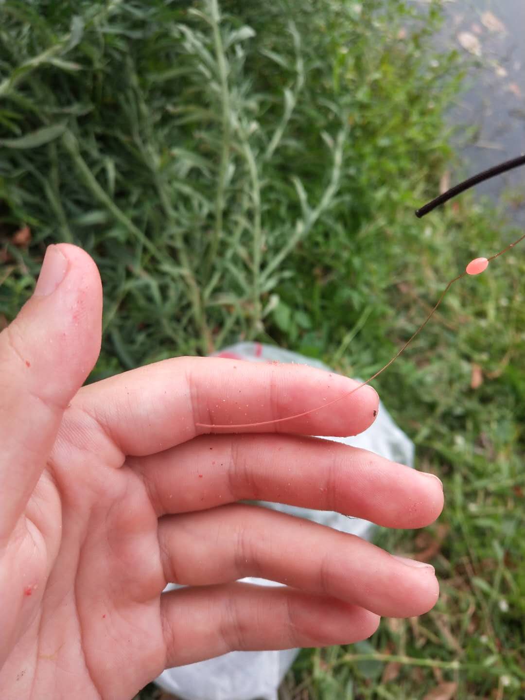 野钓入门鱼饵料怎么选合适,野钓鱼竿选购攻略和技巧