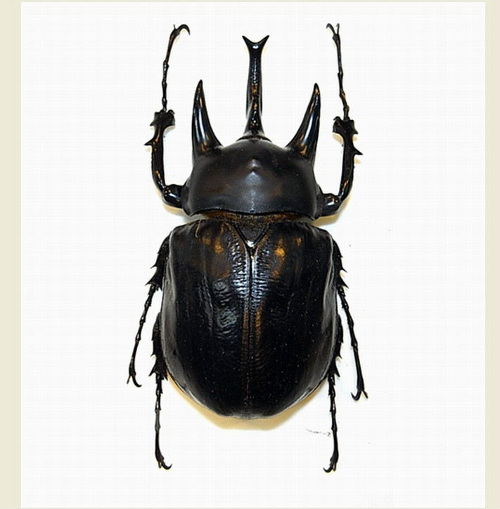 昆虫里的霸王有哪些,昆虫界的大力士有哪些