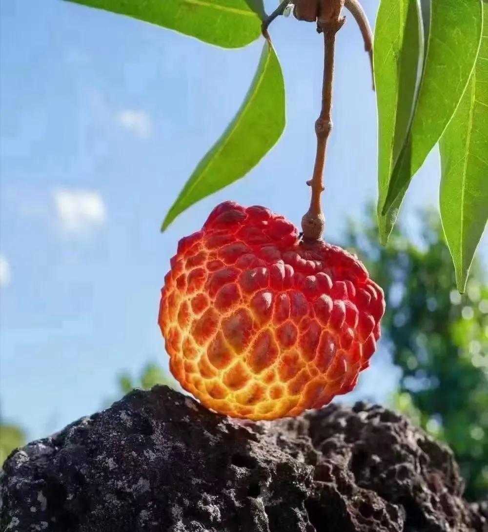 散文议论句子摘抄,荔枝的散文