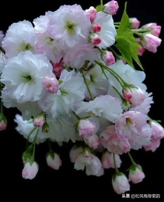 花儿朵朵开，香艳惹人爱，闻香觅花来，弄花香满衣