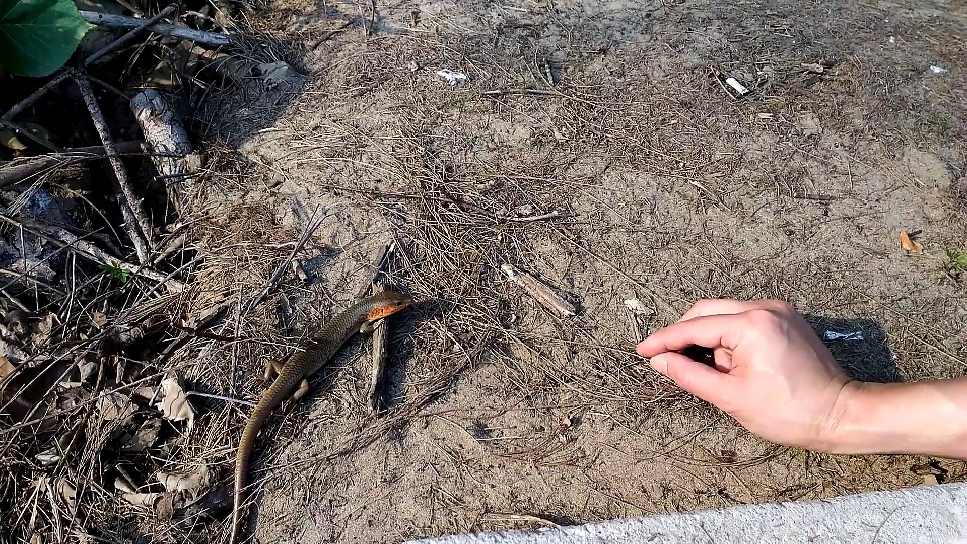 农村常见的蛇的克星,狗母蛇农村里有吗