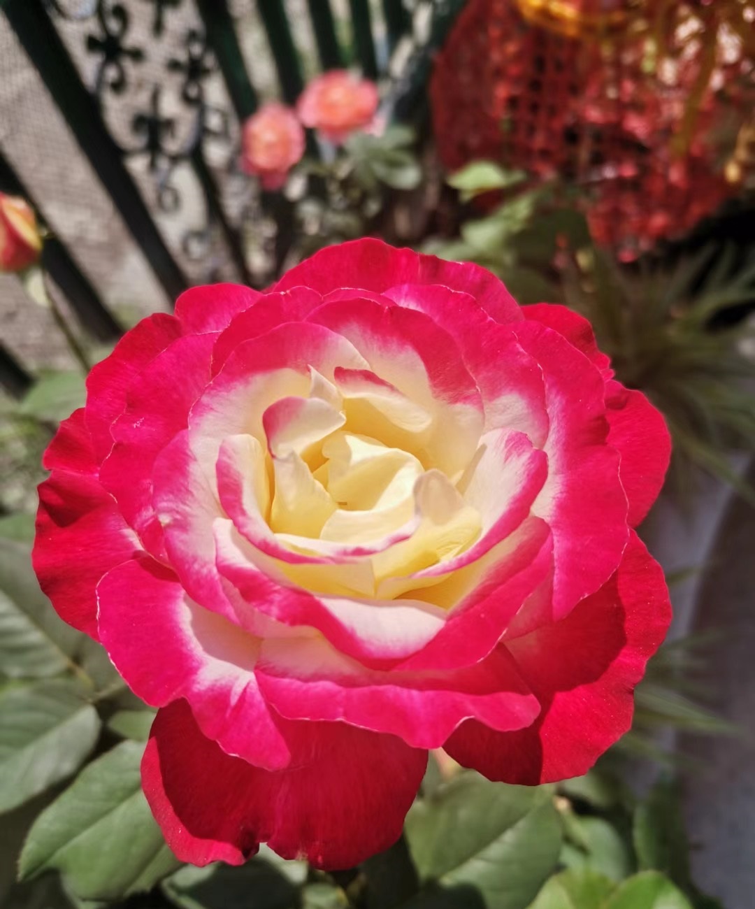 涨势强一年四季开花的月季,月季特大花苞