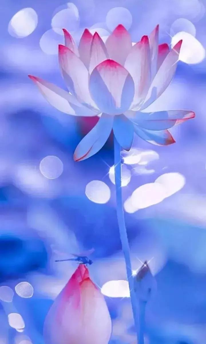 荷花壁纸手机超清全面屏,荷花千瓣莲唯美高清大图壁纸