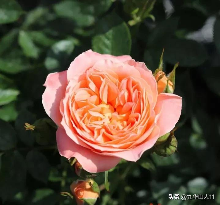 粉色爬藤月季大花浓香品种,大花多层月季花品种大全一览表