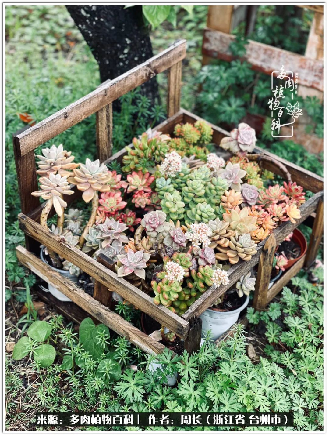 云南树脂粘土多肉组合拼盘创意,多肉拼盘的五个要点是什么