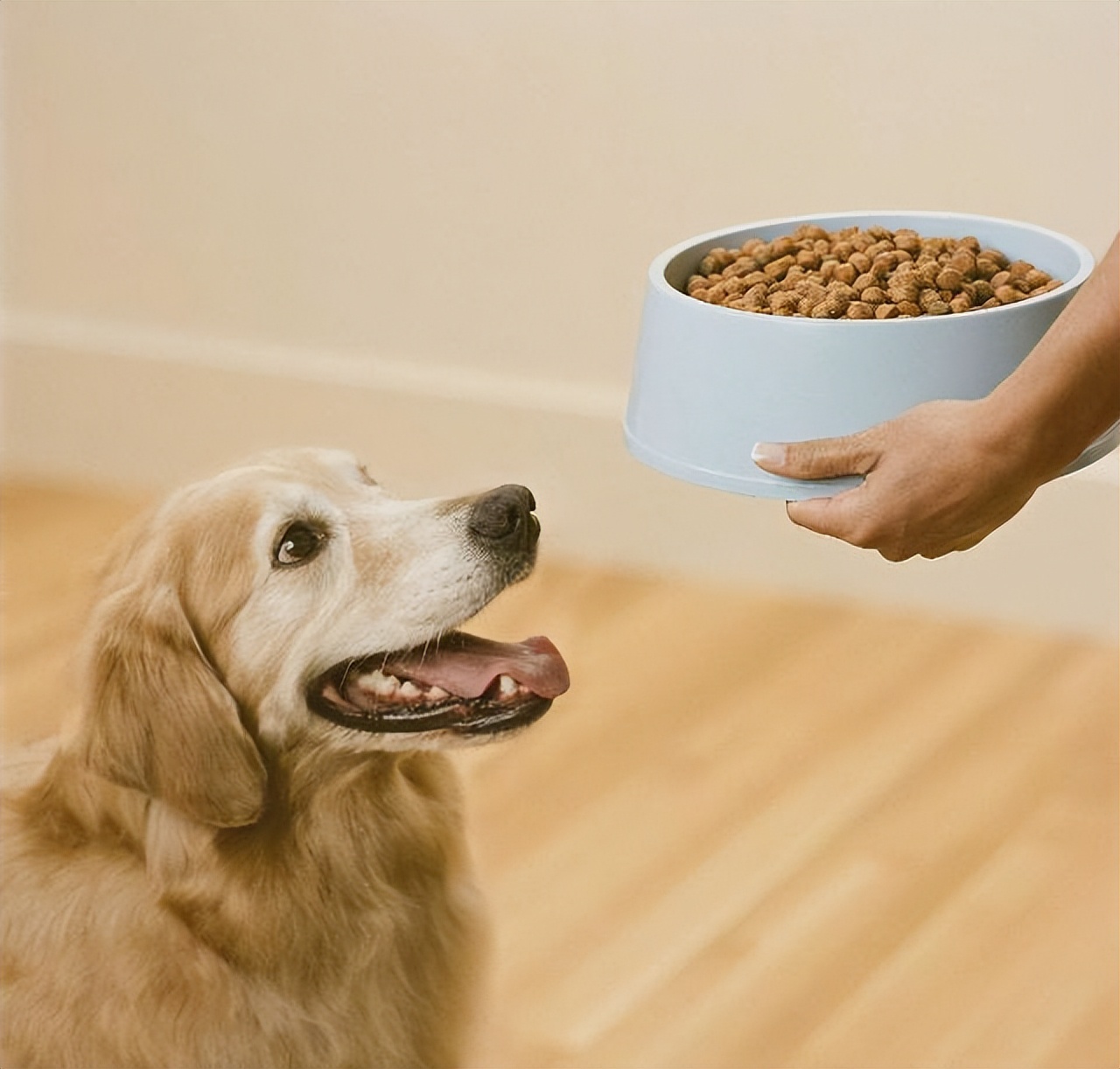 新手养狗一般要买什么狗粮比较好,养狗狗的都给狗狗吃什么牌狗粮