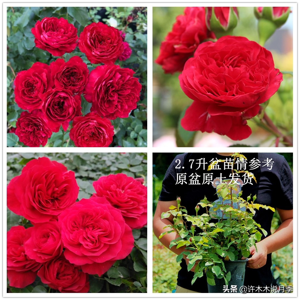 月季嫁接苗好还是扦插苗好,爬藤月季扦插苗好还是嫁接苗好