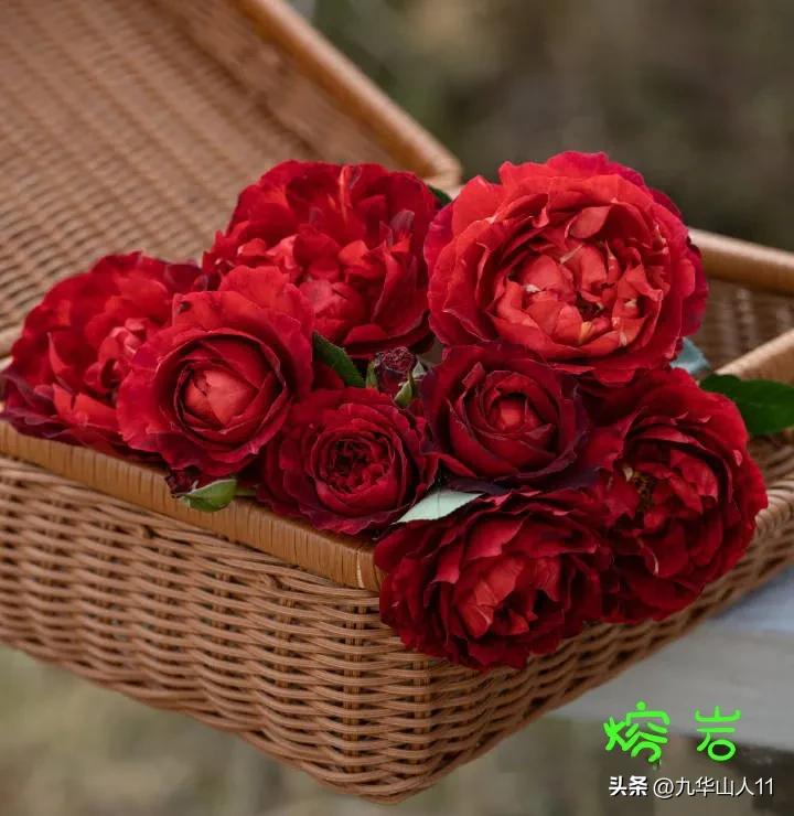 天狼月季新品预售,天狼月季官方旗舰店烛光月季