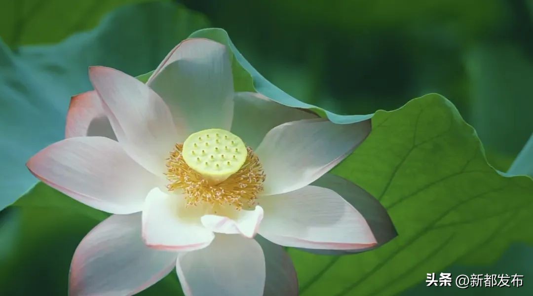 新都，你有什么了不起？