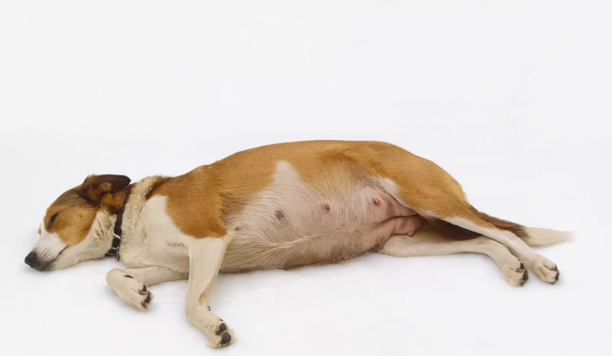 狗狗怀孕常见的四个问题，尤其是第二个