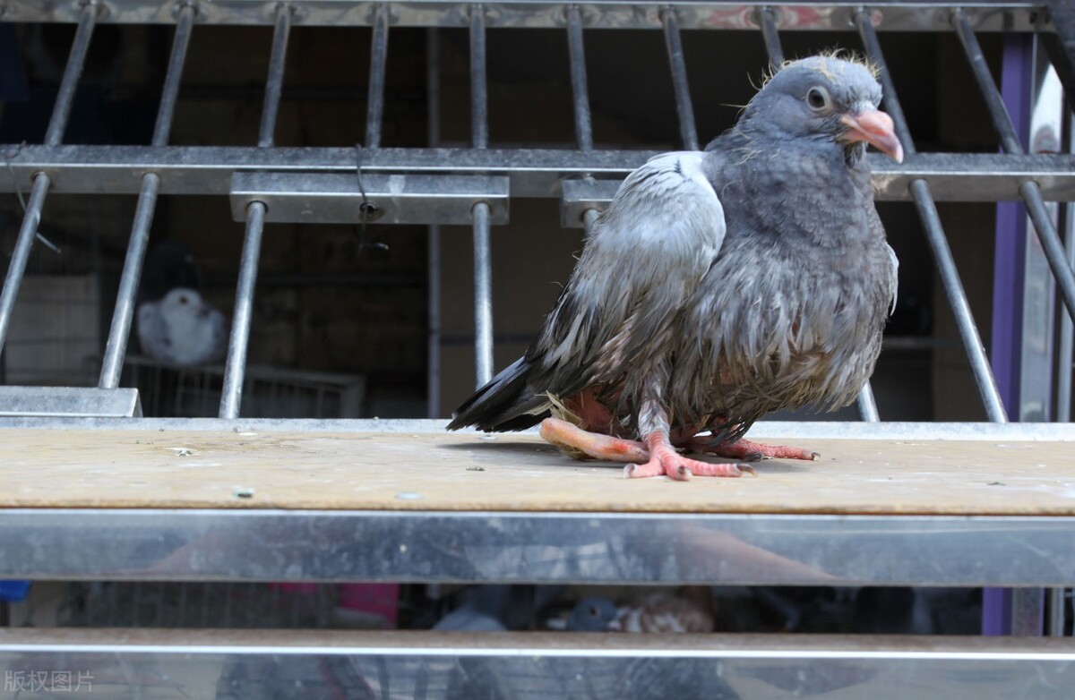 家禽病原体有哪些,家禽类病菌