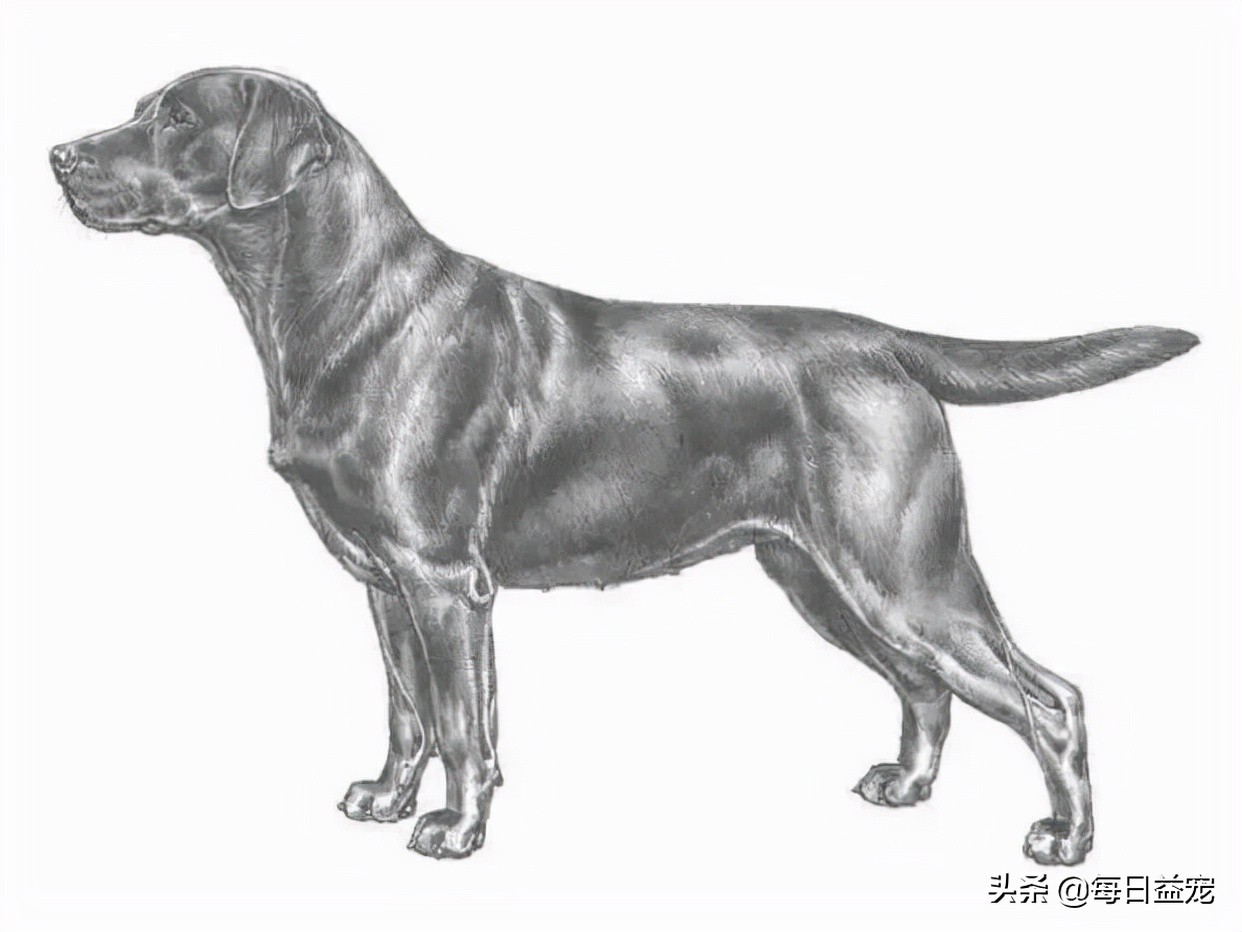 纯种拉布拉多犬特征,纯种拉布拉多和不纯种的区别在哪