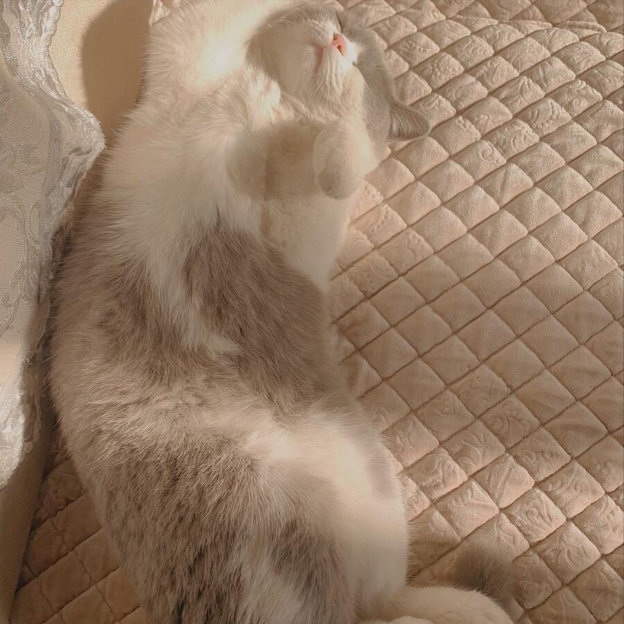 猫咪的胡子白了是什么原因,猫咪的胡子有什么作用吗