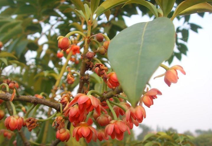 有毒的花和水果,十大危险有毒花