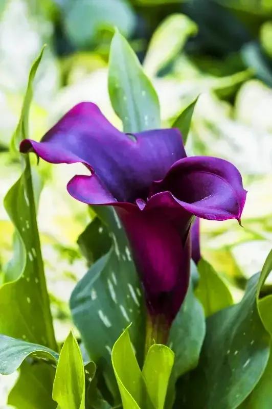 马蹄莲新娘,马蹄莲新娘手捧花图片