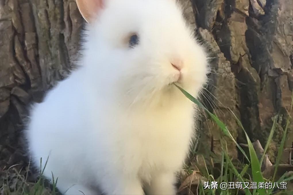 兔子便秘不给食物很饿怎么办,兔子便秘可以喂什么水果