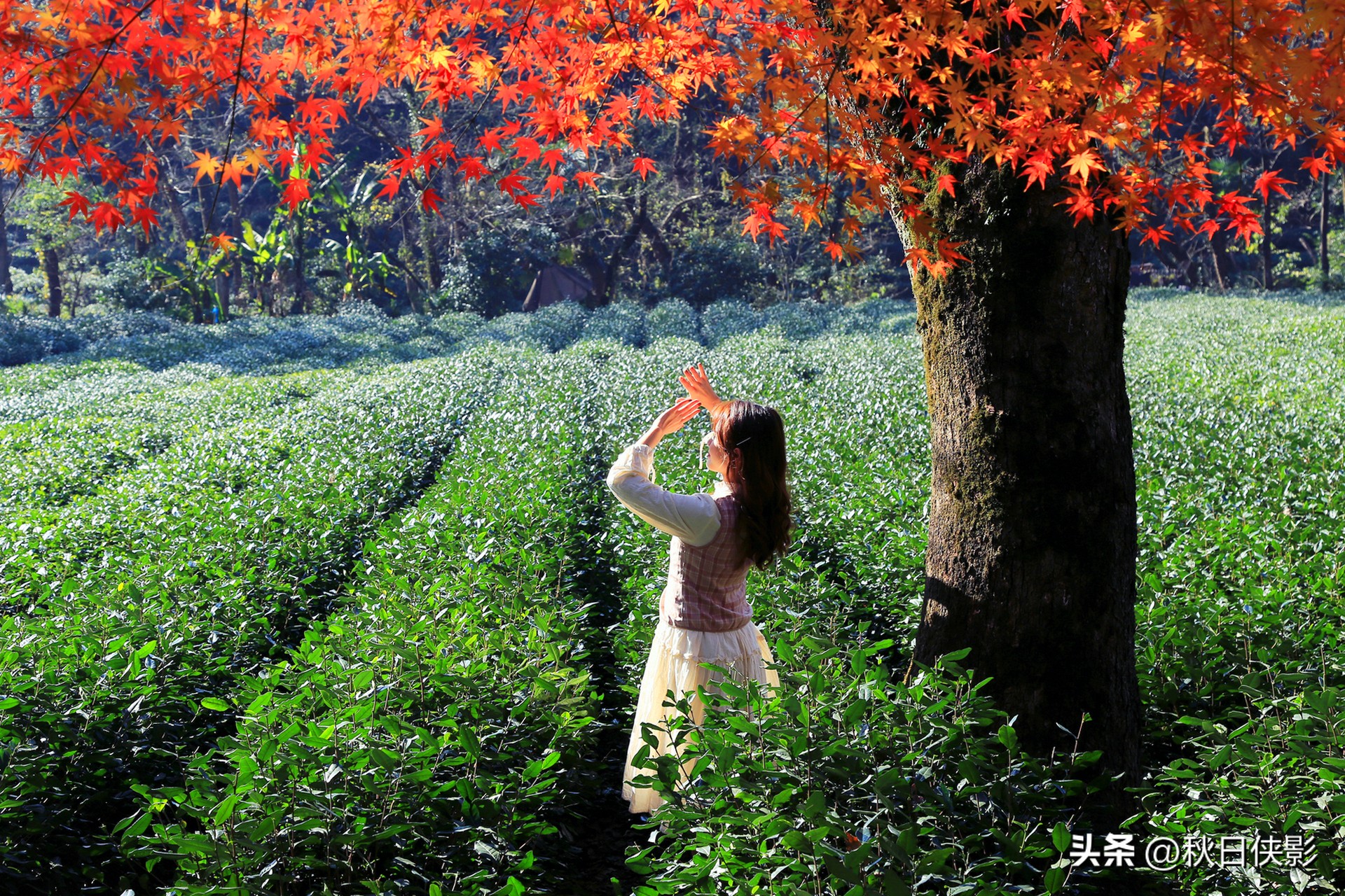 杭州秋天看枫叶最佳地点,杭州进入最佳赏枫季
