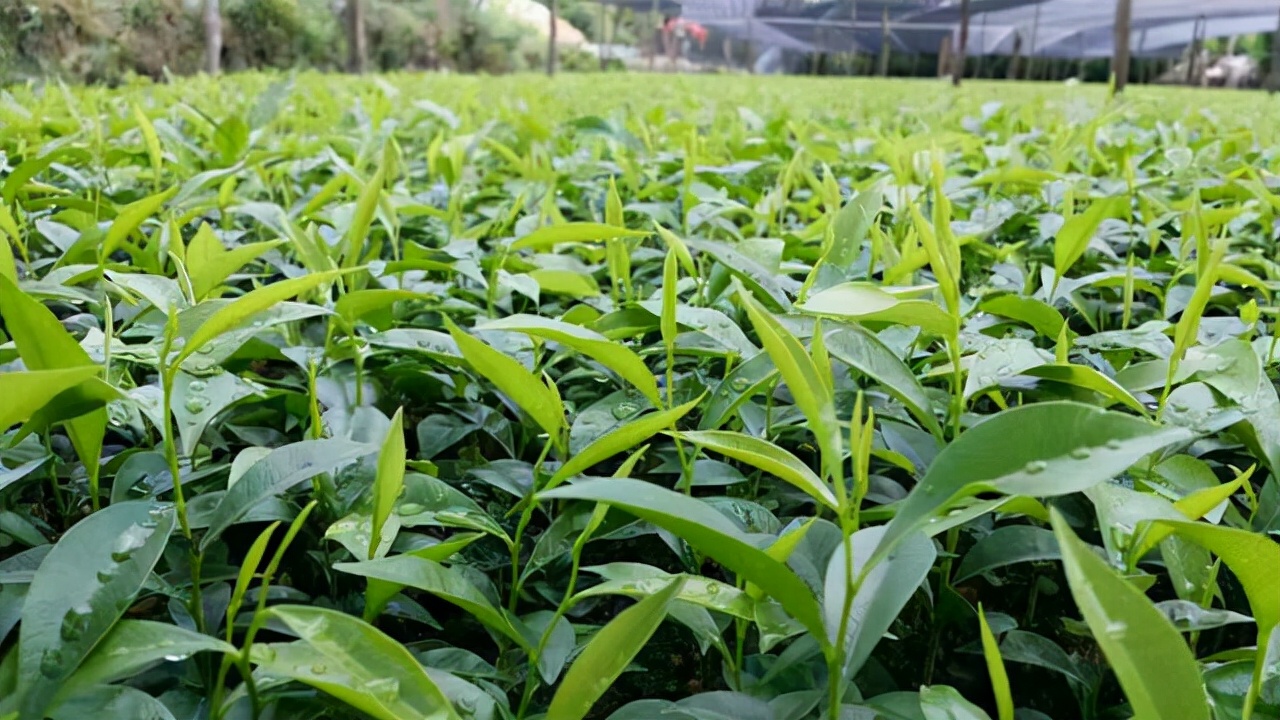 电白发展南海片区吗,茂名电白要怎么发展