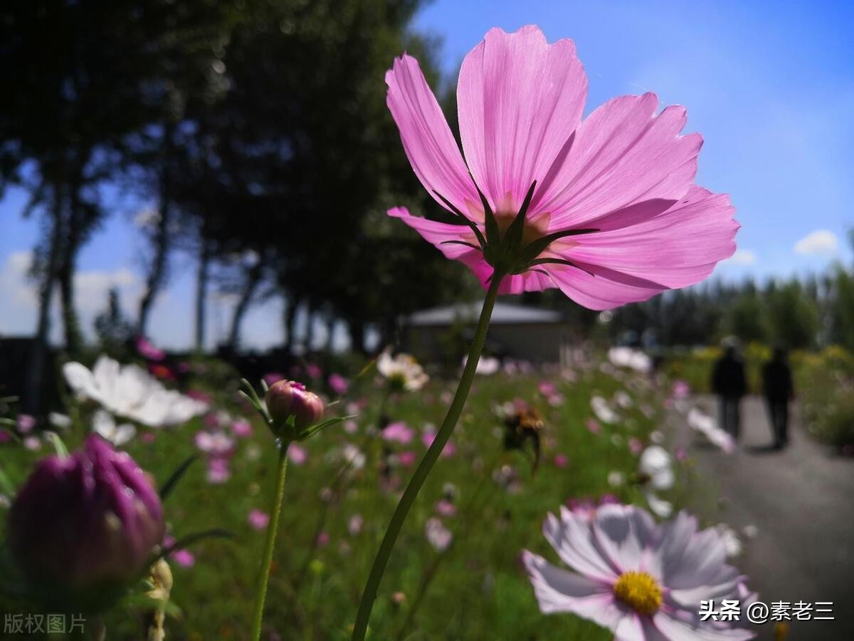 女作家去做保姆15年,女作家去做保姆奇葩的理由