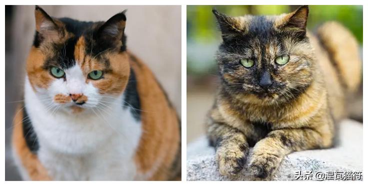 中国猫咪品种玳瑁猫,田园玳瑁猫的嘴