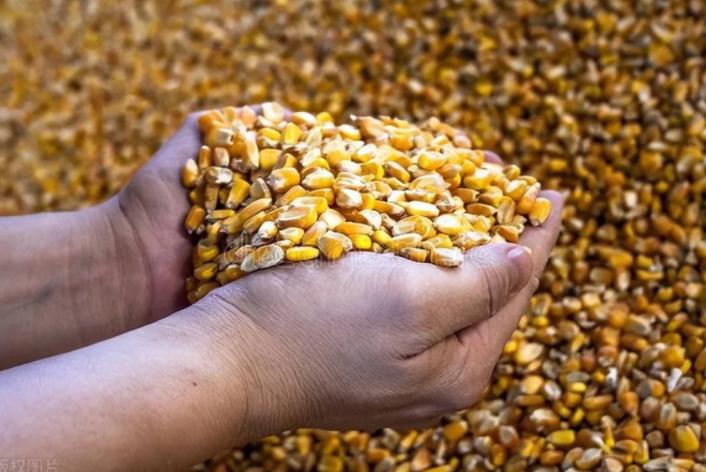 中国买家取消美玉米订单，改买巴西玉米，美媒体大呼不满！