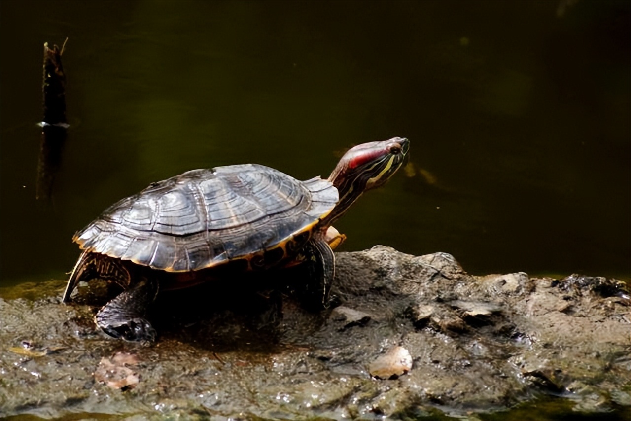 用棉布给乌龟冬眠的好处,乌龟冬眠用椰土的好处和坏处
