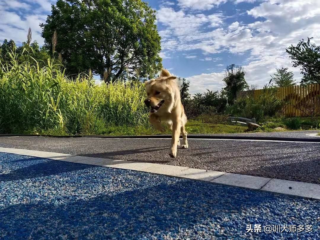 出去遛狗，叫不回来怎么办？叫回绳的使用方法