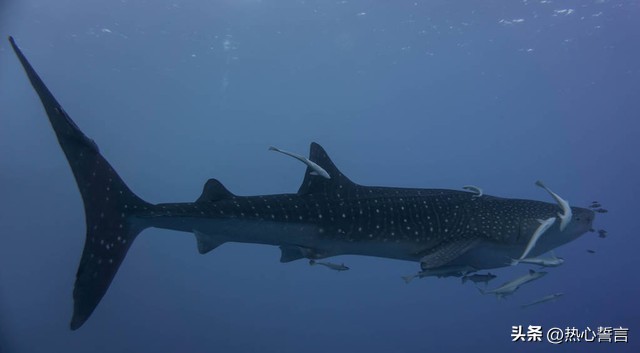动漫四大名著中最强的是谁,动漫解析中国三大名著是哪些