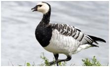 鸟类在分类学中统称为什么,鸟纲分类总表