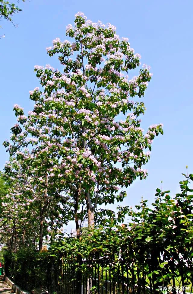 楸树林图片,楸树是古老的活化石树种
