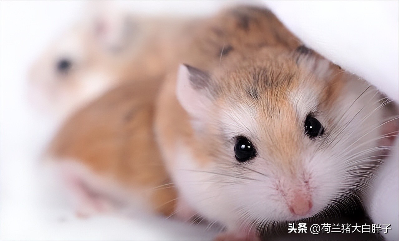 仓鼠一般多大可以断奶,仓鼠哺乳期会再怀孕吗