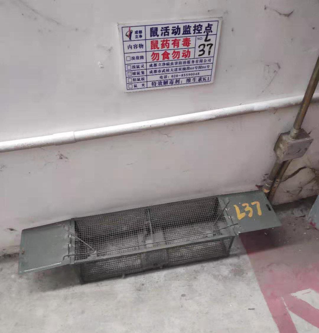 办公室有老鼠怎么彻底清除,办公室灭老鼠最好方法