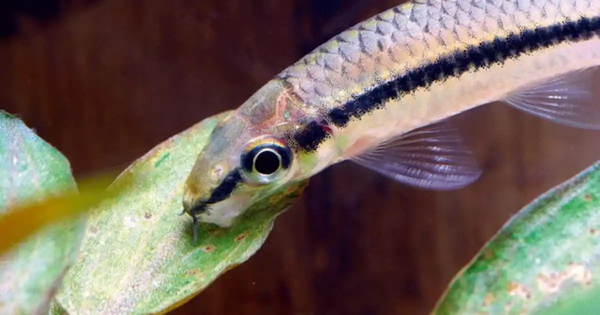 清洁鱼有什么用,冷清洁鱼有哪些