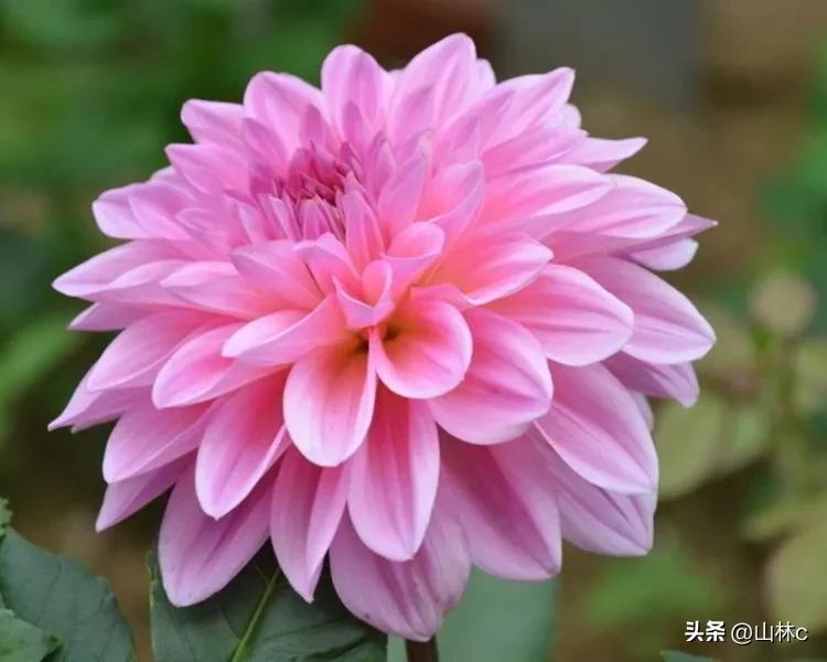 鲜花五彩缤纷争奇斗艳,最美鲜花一年四季都在争艳怒放