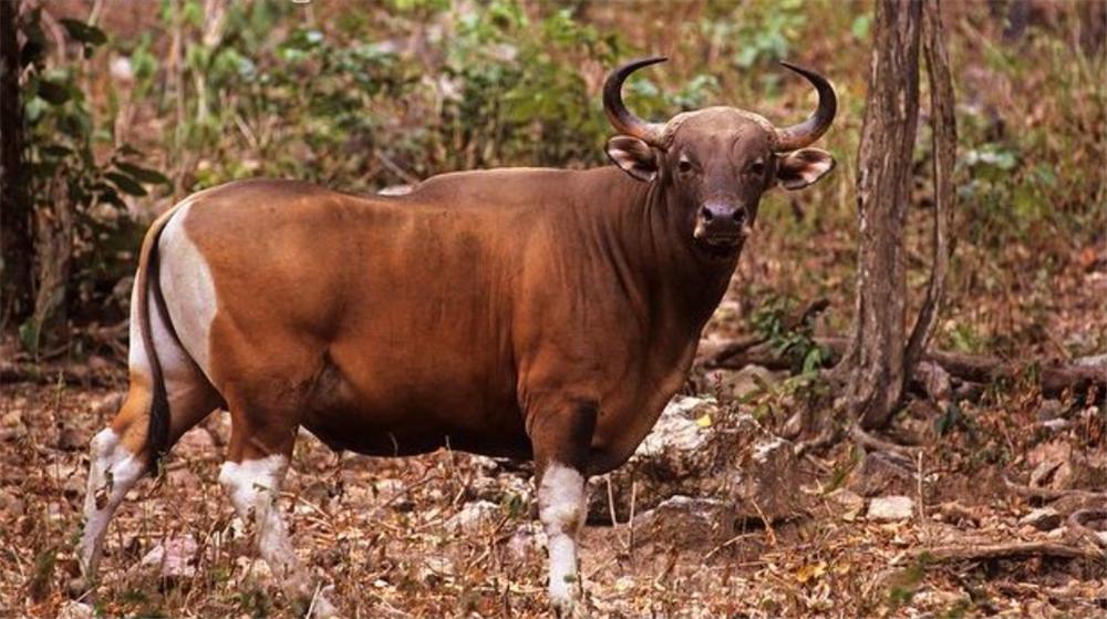 被遗忘的巨兽云南白肢野牛,野生白犀牛灭绝了吗