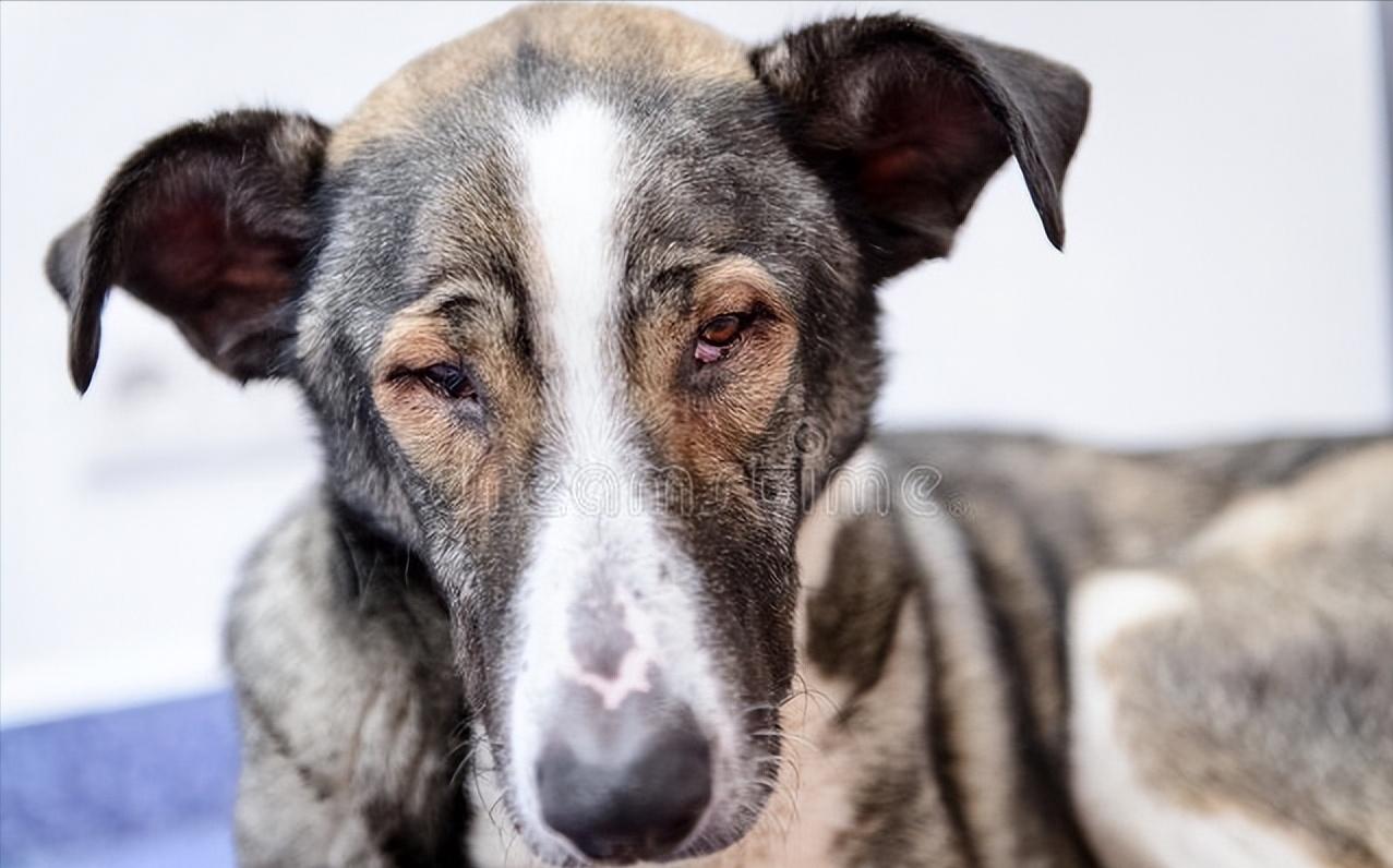 家里养一只狗有什么好处和坏处,家里养一个月的狗有什么说法