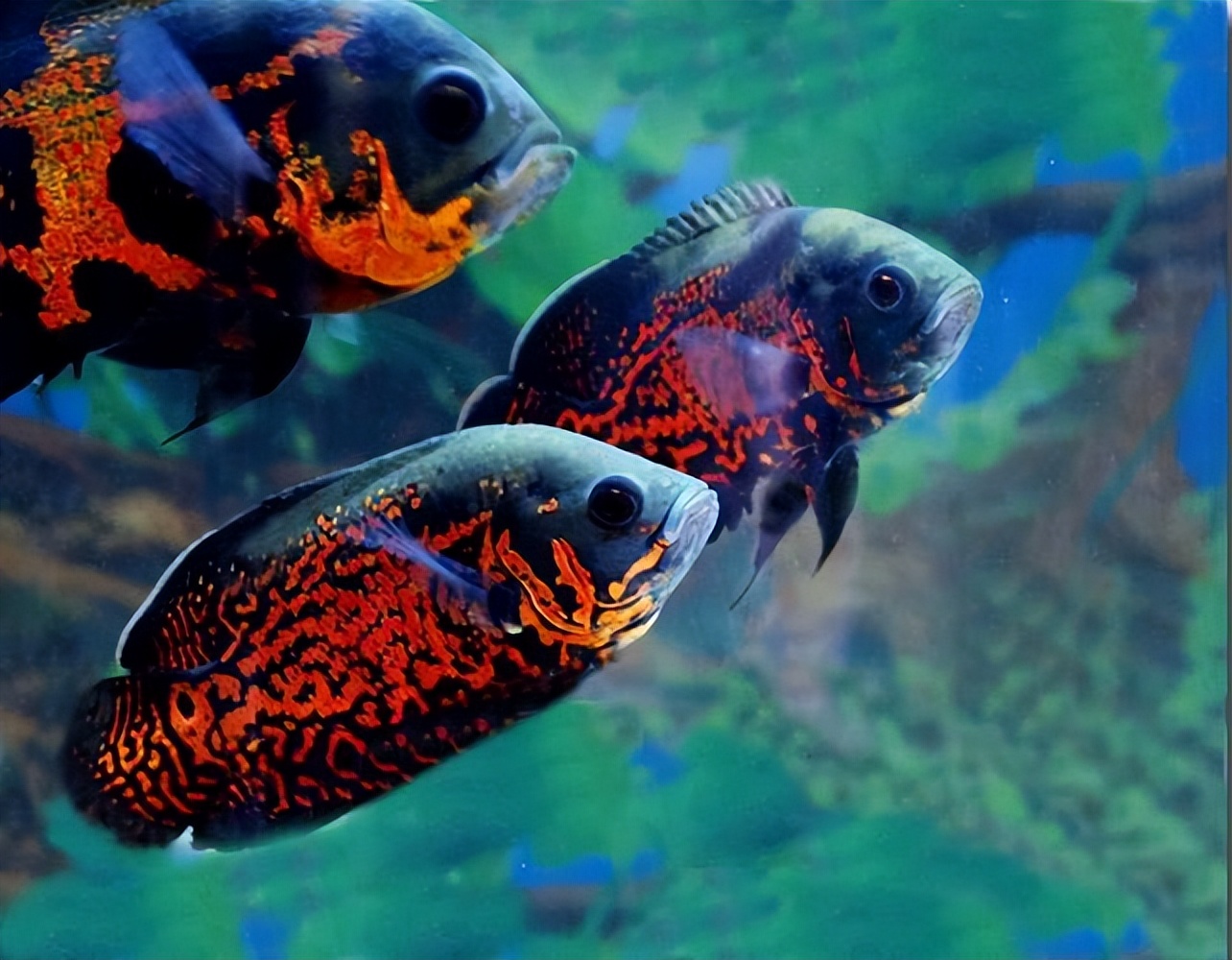 地图鱼好养吗爱生病吗,地图鱼生病的症状