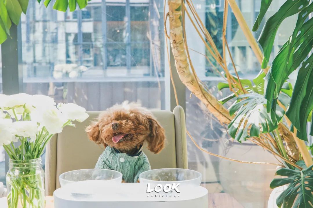 北京哪里有宠物店铺,宠物友好商城北京