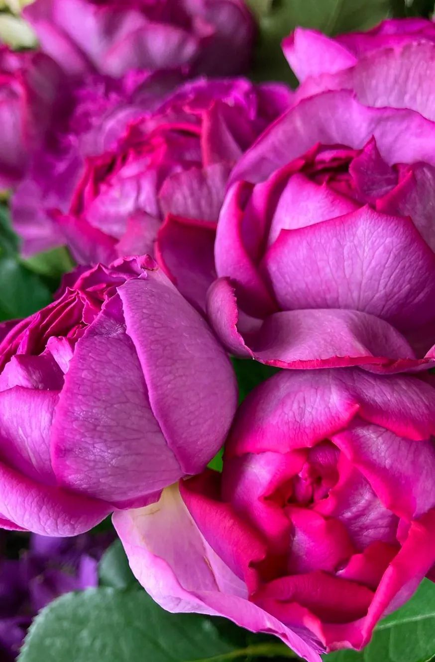 花店玫瑰养护正确方法,玫瑰养护方法延长花期