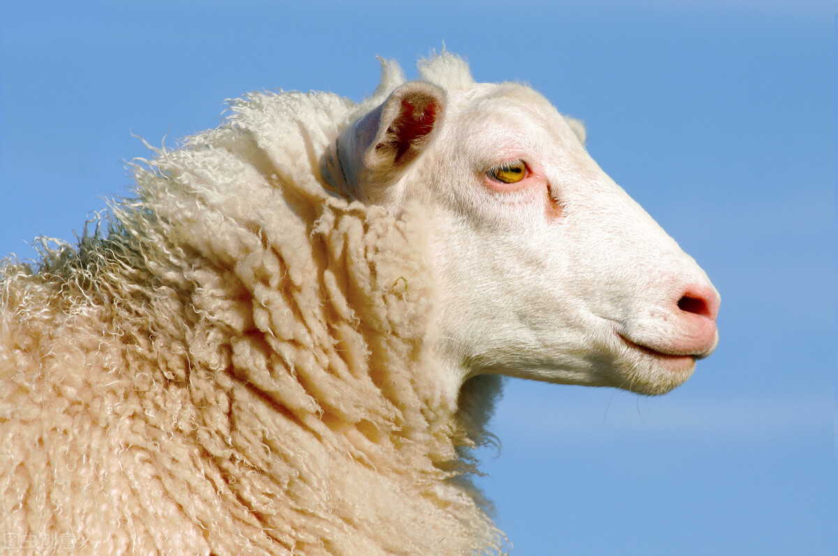 马海毛和阿尔巴卡哪个好,马海毛阿尔巴尼亚