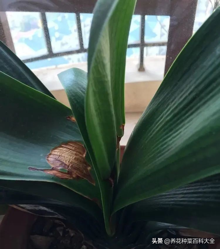 夏天如何拯救晒伤的花卉,太阳暴晒花卉怎么办